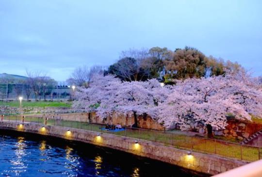 【大阪】日本關西的粉色世界：櫻花滿開中