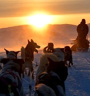 挪威機場首推【狗雪橇TAXI服務】