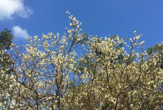 【台灣】角板山：漫遊北台灣最大賞梅景點