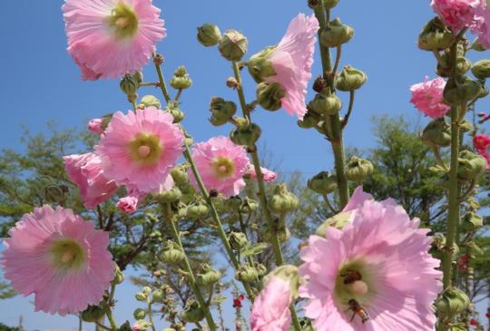 【台南．學甲】賞櫻賞膩了嗎? 「蜀葵花海」讓你眼睛一亮！