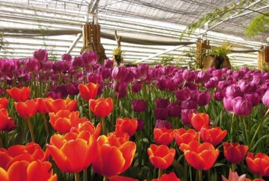 【南投】清涼夏日好去處，賞花舒爽「杉林溪」