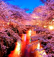 簡單7步驟教你去日本追櫻！