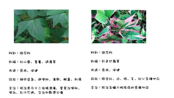 地瓜葉6.jpg