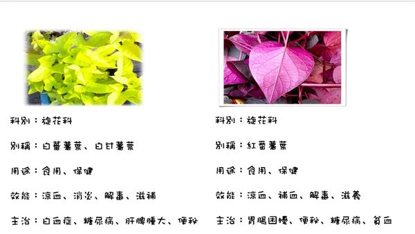地瓜葉5.jpg