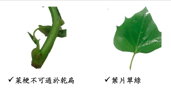 地瓜葉4.jpg