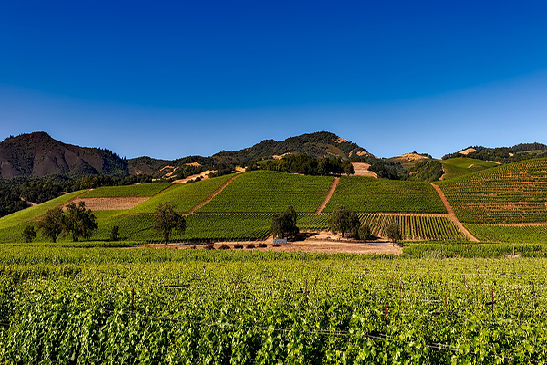 napa vineyard.jpg