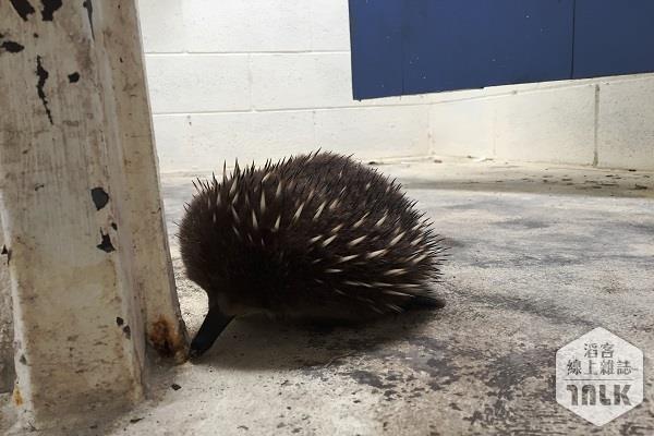 Echidna.JPG