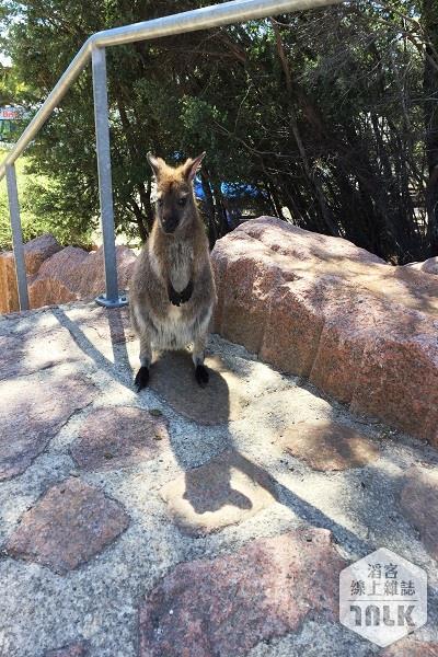 Wallaby .JPG
