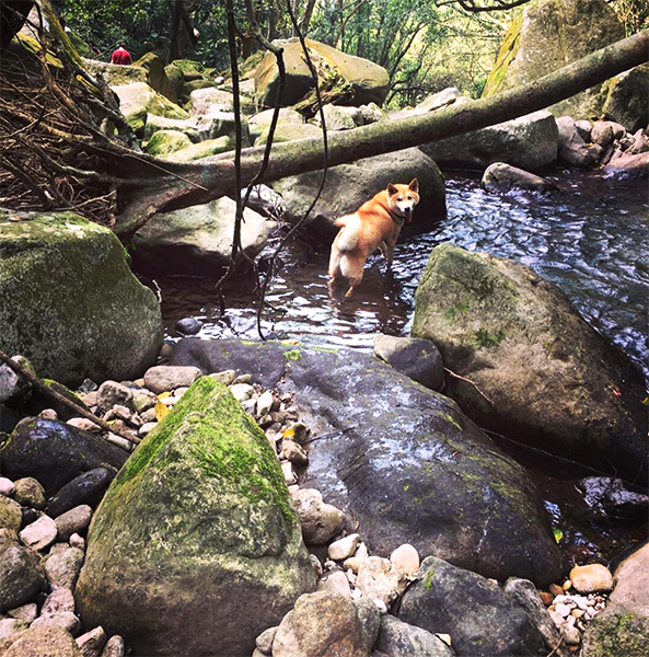 青山瀑布步道 - evenwahaha.jpg