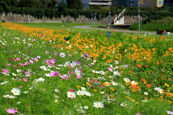 台北美堤河濱公園-1.jpg