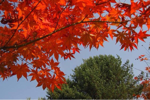 韓國_南怡島_楓葉3