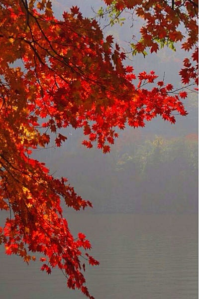 韓國_南怡島_楓葉1.1