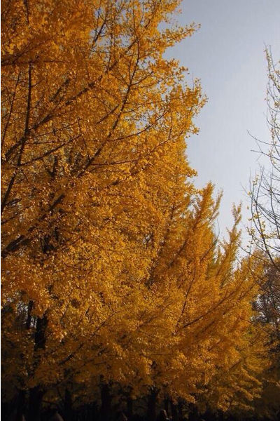 韓國_南怡島_銀杏