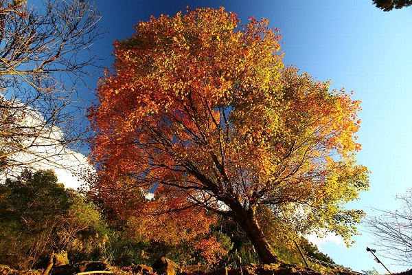 阿里山-2.jpg
