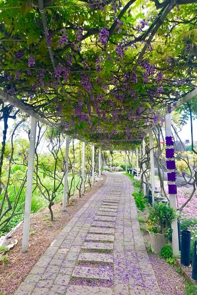 紫藤咖啡園-1.jpg