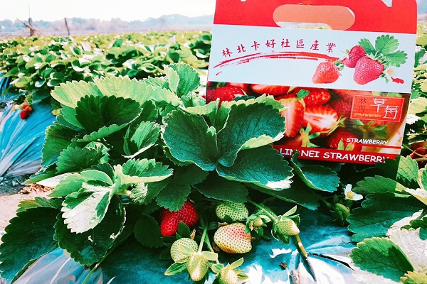 林內幸福草莓園-1.jpg