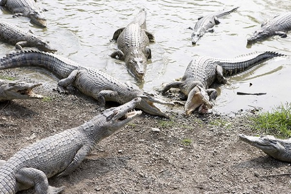 不一樣鱷魚生態農場.jpg