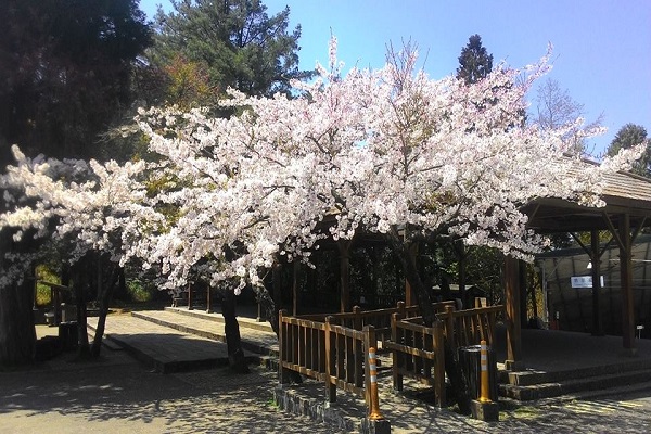 阿里山.jpg