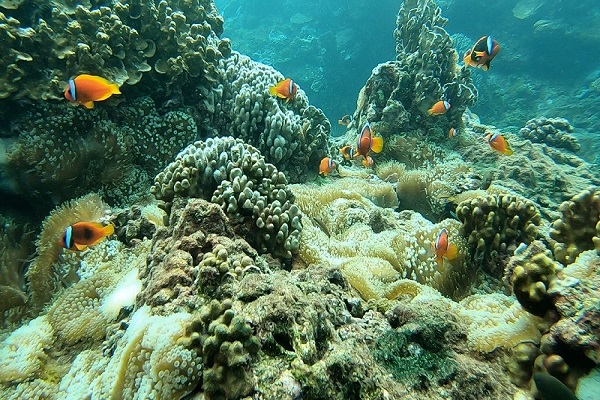 浮潛(悠遊蘭嶼).jpg