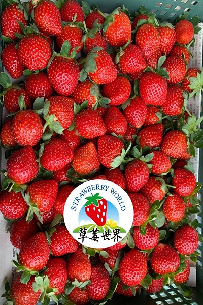 草莓世界.jpg