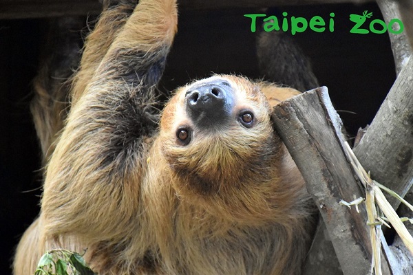 台北市立動物園-1.jpg