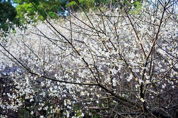 梅山公園.jpg