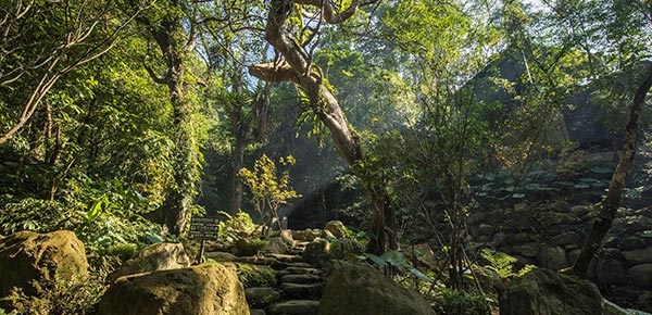 大板根-2.jpg