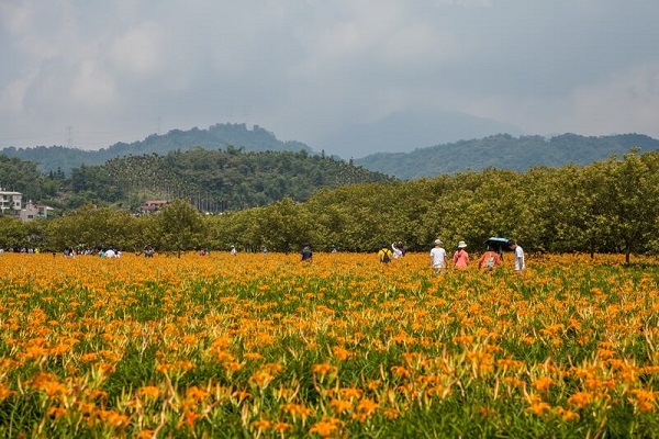 日月潭頭社金針花園區.jpg