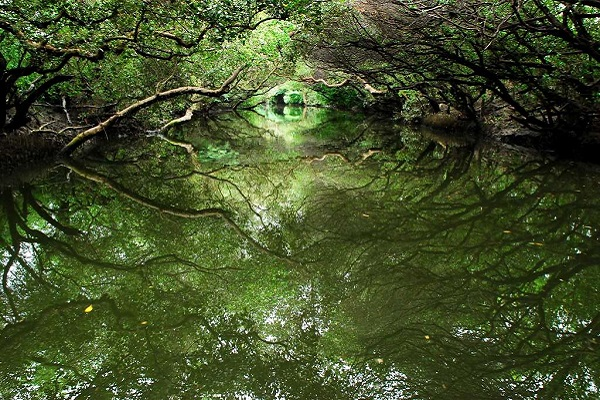 四草綠隧(台南旅遊網).jpg