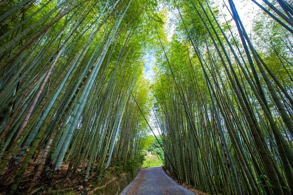 瑞里綠色隧道(觀光局).jpg