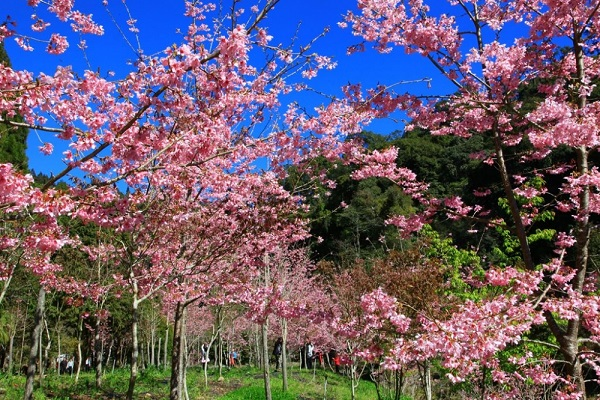 杉林溪-1.jpg