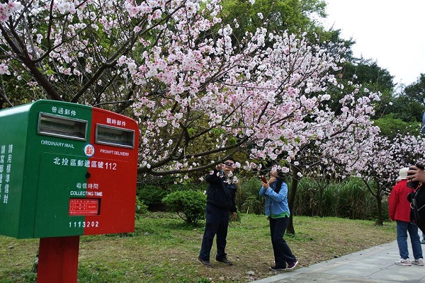櫻花(陽明山花季)-1.jpg