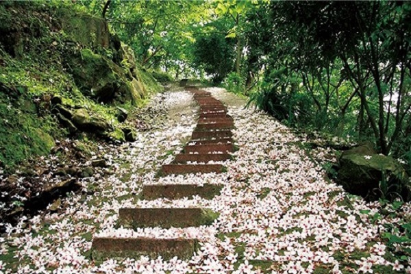 四月雪賞桐步道(客家桐花祭).jpg