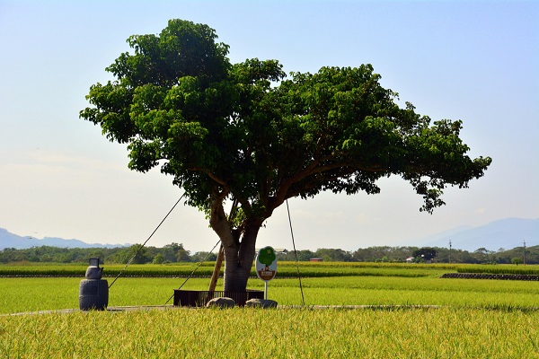 伯朗大道-1(台東觀光旅遊網).jpg