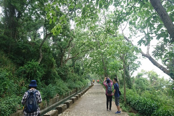 水流東桐花步道(台中觀光旅遊網).jpg
