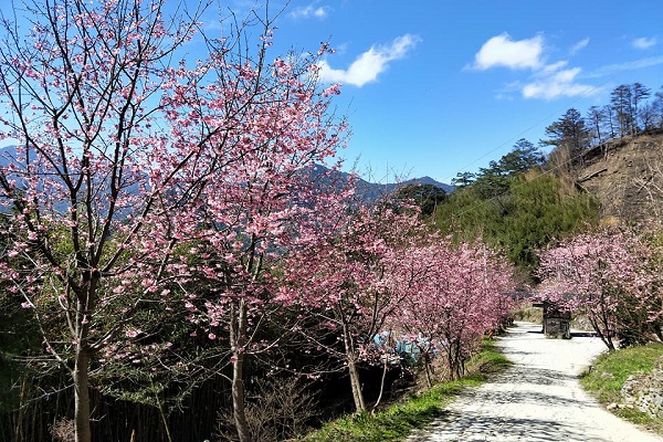 司馬庫斯.jpg