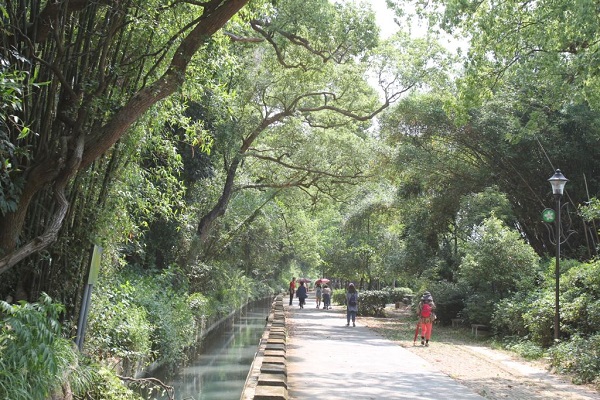 水流東桐花步道(台中觀光旅遊網)-1.jpg