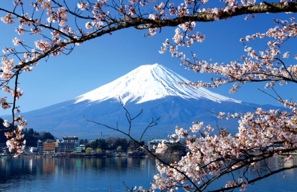 sakura_7.jpg
