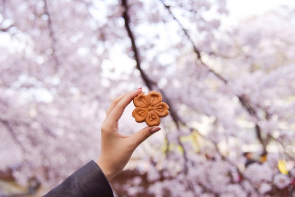 sakura_9.jpeg