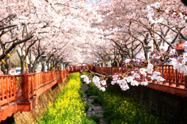 sakura_11.jpg