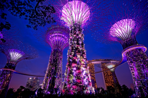 purpleflower_25.jpg