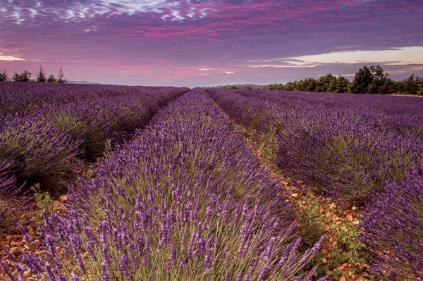 purpleflower_26.jpg
