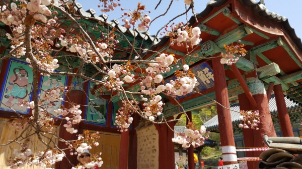 sakura_14.jpeg