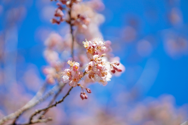 purpleflower_27.jpg