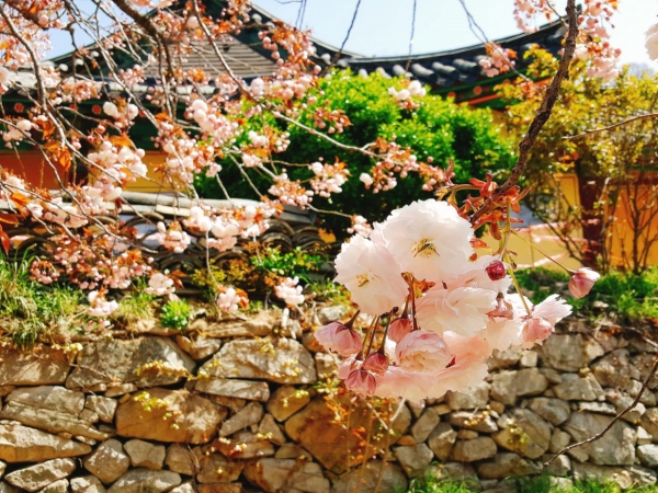 sakura_15.jpeg