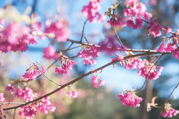sakura_16.jpg