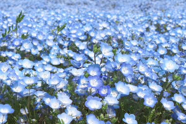 purpleflower_1.jpg
