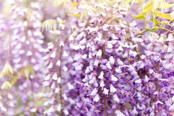 purpleflower_2.jpg