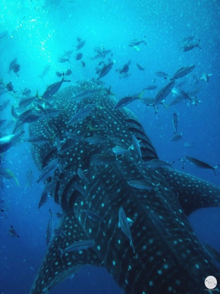 WhaleShark_5.jpg