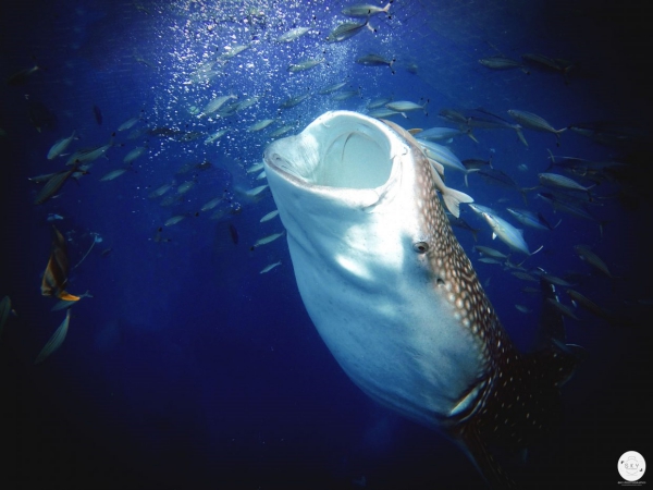 WhaleShark_8.jpg